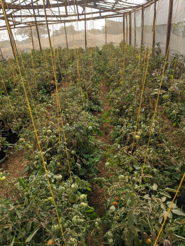 Agriculture NK TECH