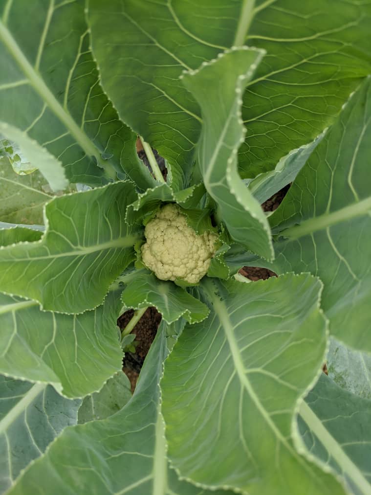 Agriculture NK TECH