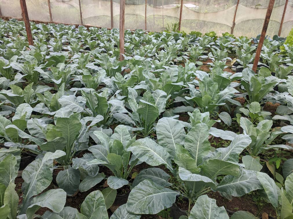 Agriculture NK TECH