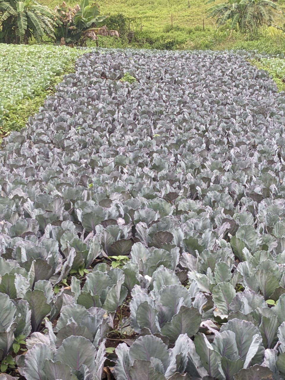 Agriculture NK TECH
