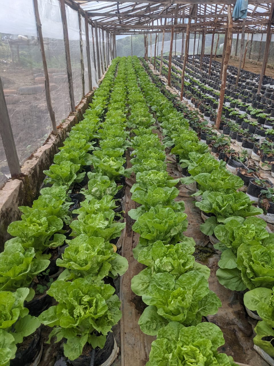 Agriculture NK TECH