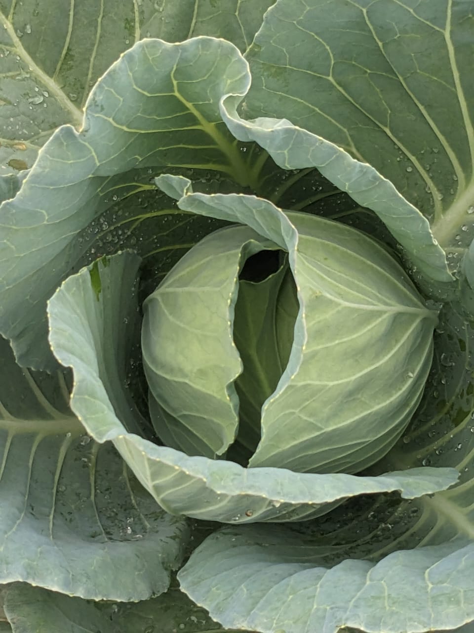 Agriculture NK TECH