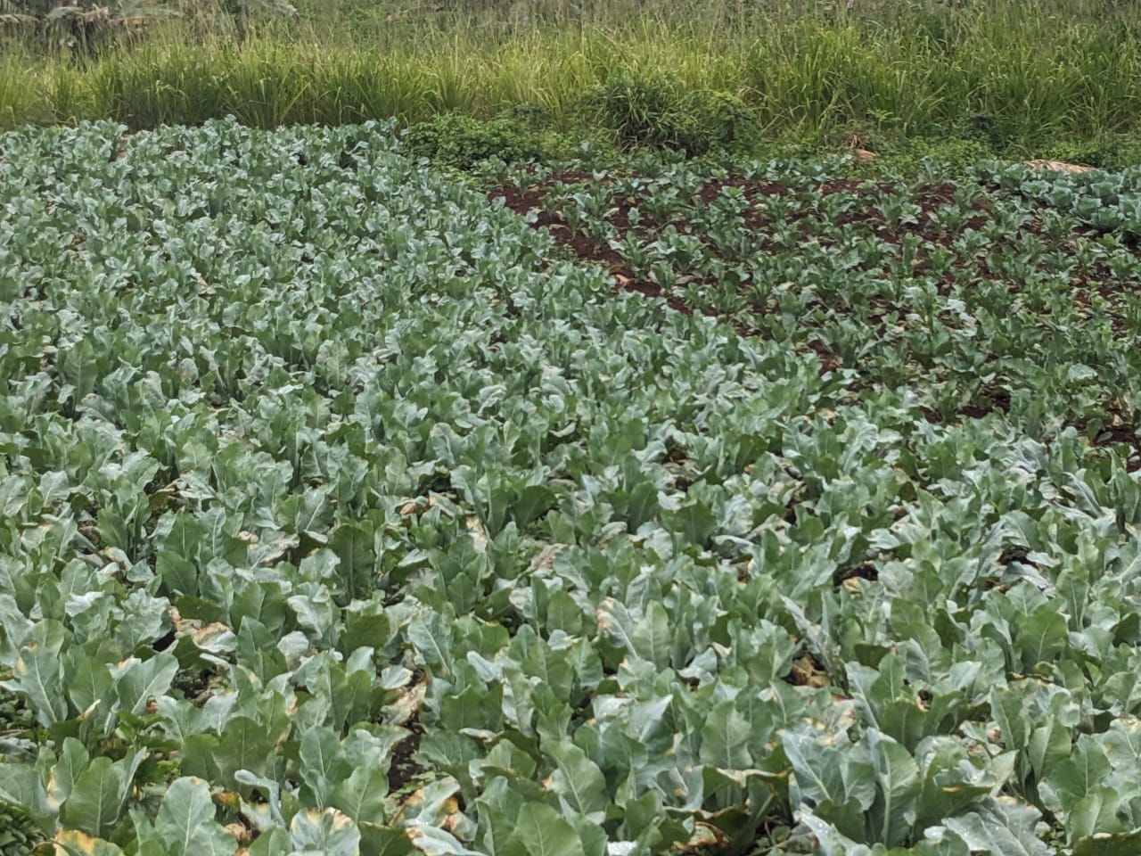 Agriculture NK TECH