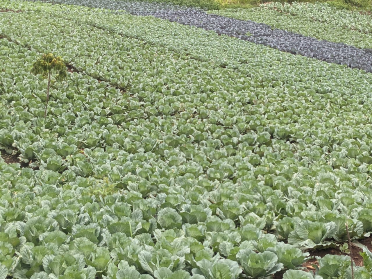 Agriculture NK TECH