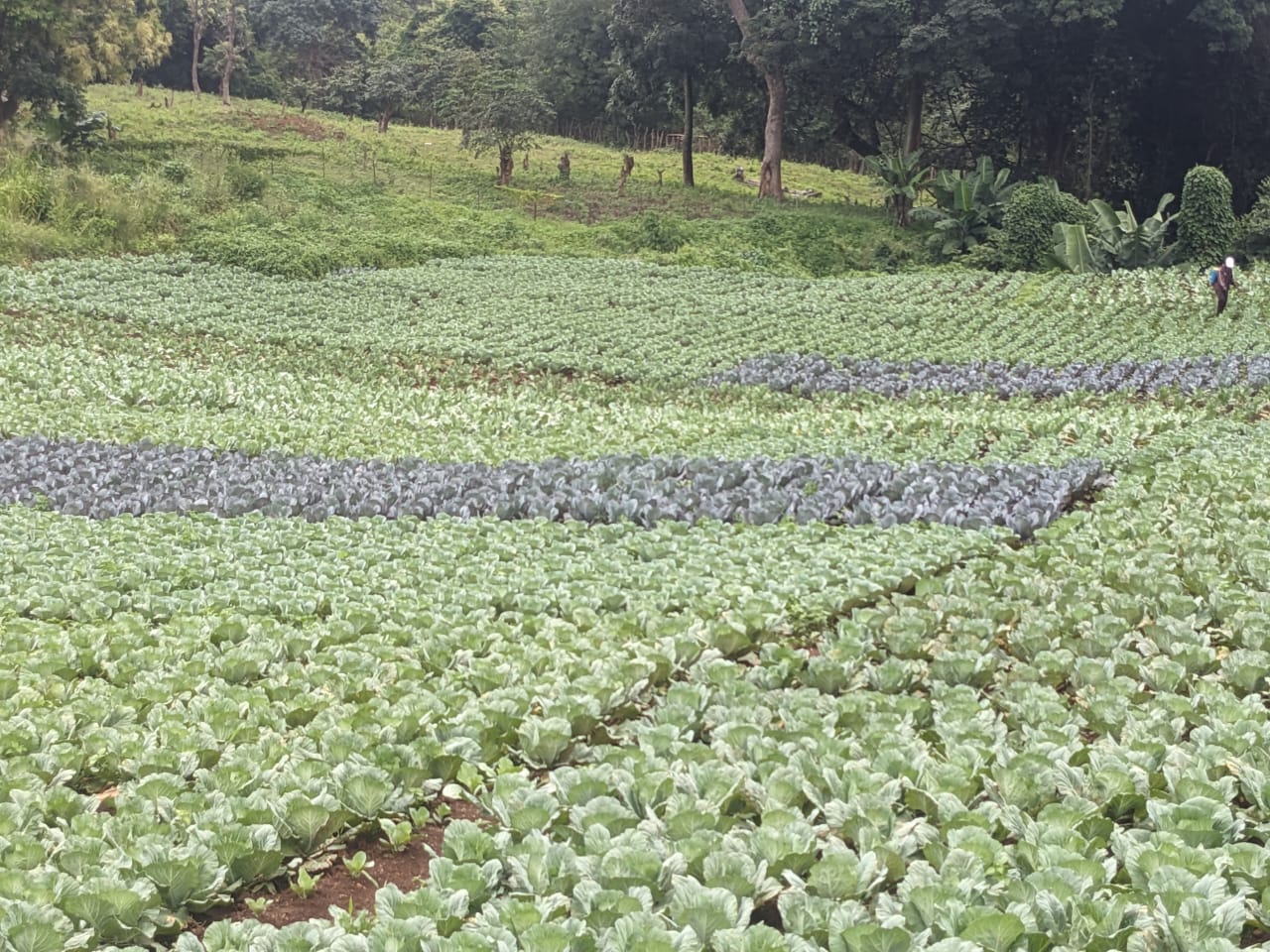 Agriculture NK TECH