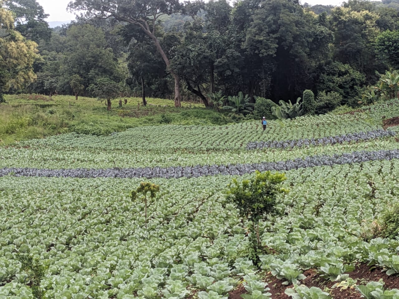 Agriculture NK TECH