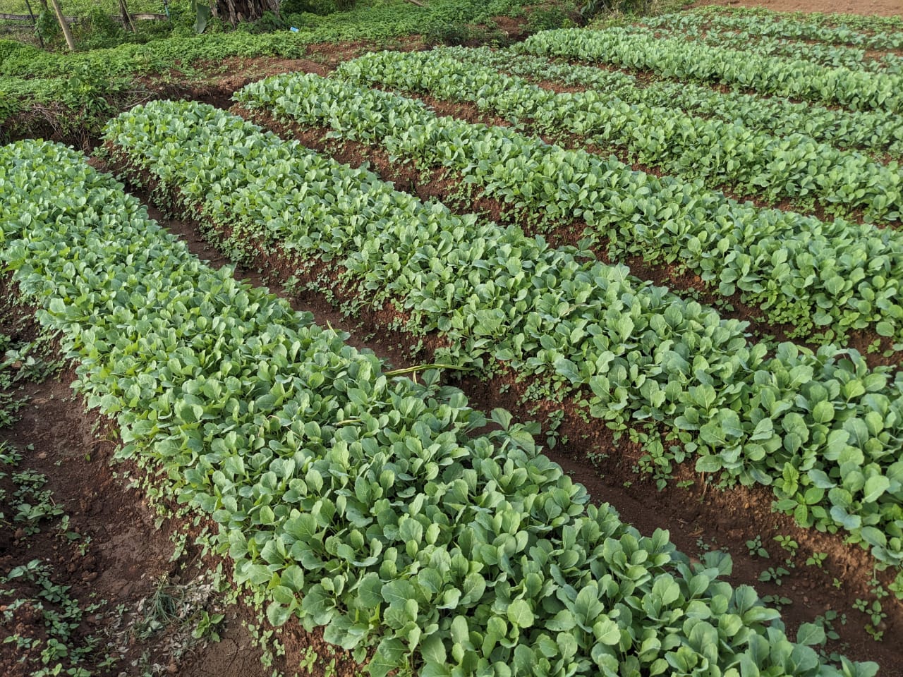 Agriculture NK TECH