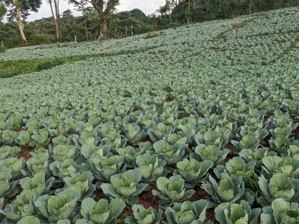 Exploitation agricole NK TECH