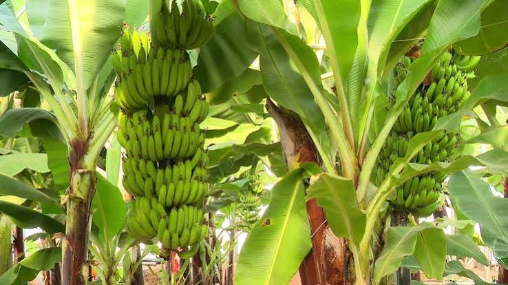 Banane