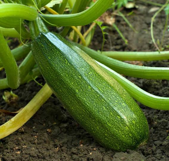 Courgette