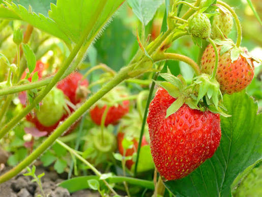 Fraise