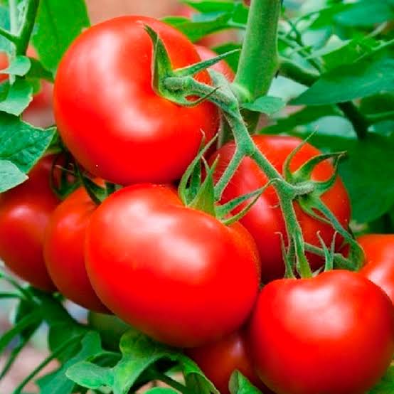 Tomate